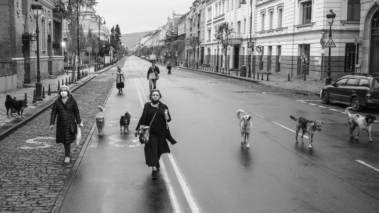 nino zedginidze